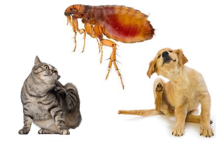 cat, dog & flea composite image